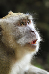 Macaque staring in the light