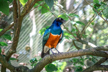 Superb starling on a tree branch among vegetation close-up. Picture from the bird park in Kuala Lumpur