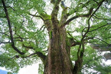 Fototapeta premium Beautiful big tree in the garden is very strong