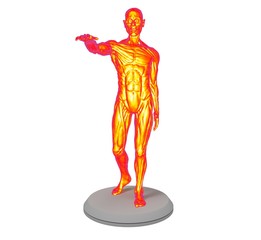 Obraz premium 3d illustration of the muscle man anatomy 