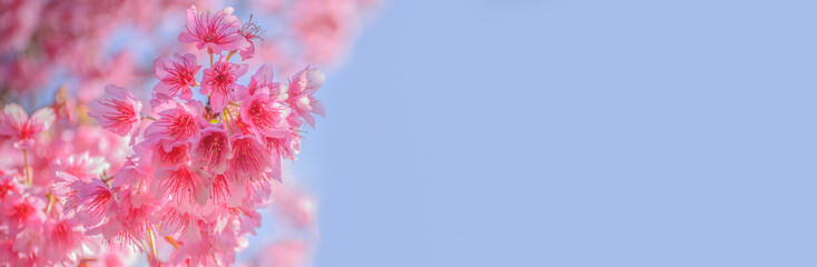 Pink cherry blossom flowers blooming in spring on blue background with copy space for text.