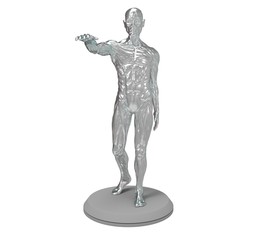3d illustration of the muscle man anatomy
