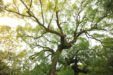 Beautiful big tree in the garden is very strong