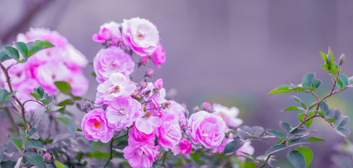 Pink rose flowers with copy space for background.