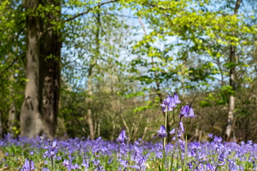 Carpet of bluebells in spring, photographed at Pear Wood next to Standmore Country Park in Stanmore, Middlesex, UK