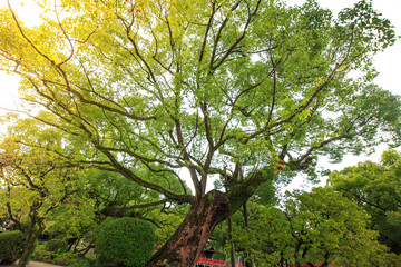 Beautiful big tree in the garden is very strong