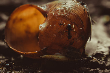 Big ants eat prey by snail in colony, macro close-up