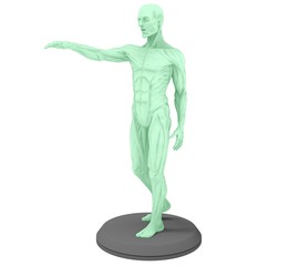 3d illustration of the muscle man anatomy
