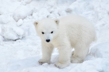 polar bear in the snow
