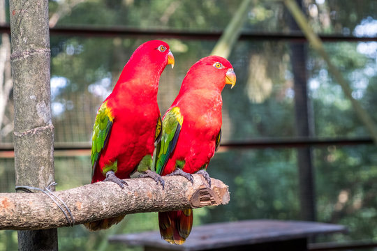 Two close-up Chattering lory parrots are sitting in an aviary in Kuala Lumpur Bird Park