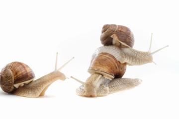 snail white background animal brown. shell spiral.