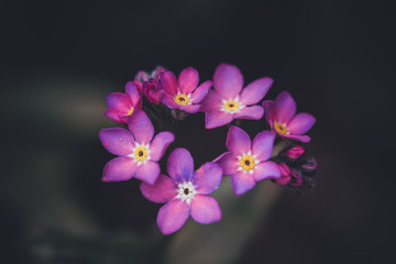 Fototapeta na wymiar Wildflower Alpine Forget-me-not flower / Myosotis alpestris dark background
