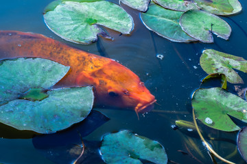 Japan Koifish Carp in Koi pond
