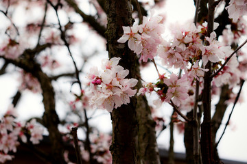 pink cherry blossom