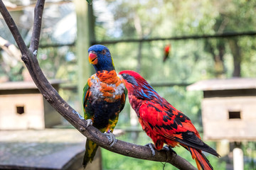 Two parrots are sitting on a branch in the aviary. Rainbow and Red Loris in Kuala Lumpur Bird Park.