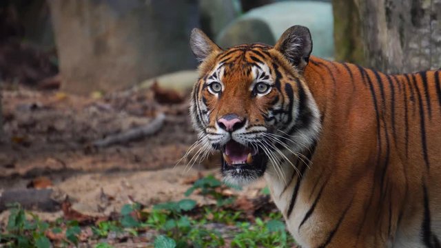 Close up Malayan tiger (Panthera tigris jacksoni) drink water inside national zoo