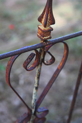 old rusty iron gate with flowers 
