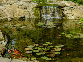 Japan Koifish Carp in Koi pond