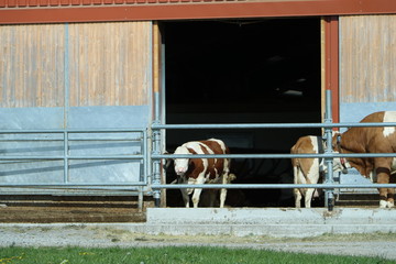 Kühe auf dem Bauernhof
