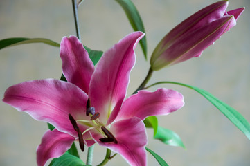 Fototapeta na wymiar Tender big pink flowers of lily on the calm light background 