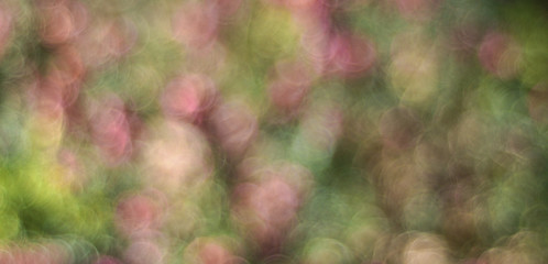 pastel green, pink, brown bright circles, abstract bokeh background