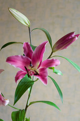 Tender big pink flowers of lily on the calm light background 