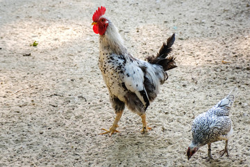 Rooster and a chicken run along the sand on rural farm.