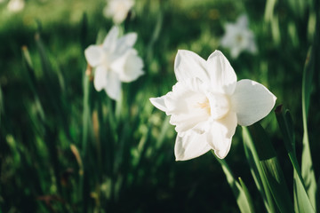 Naklejka na ściany i meble White flowering tulip on a green meadow