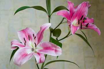 Tender big pink flowers of lily on the calm light background 
