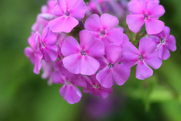 Fototapeta na wymiar pink flowers closeup
