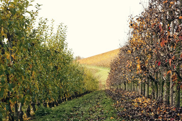 Naklejka premium Viticulture in the golden autumn