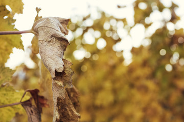 Viticulture in the golden autumn