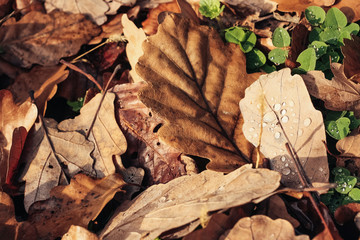 Beech leaves on the ground in autumn