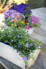 flowers in bucket and window box