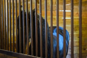 Horse stable farm ranch animal, rural.