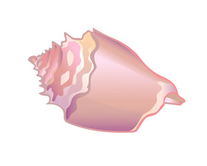 Shell Rapan. Mother of pearl soft pink seashell. Ocean clam in a shining pink shell - vector full color picture.