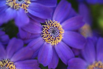 closeup purple flower
