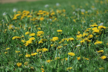 Fototapeta premium gelbe blumen