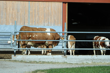 Kühe auf dem Bauernhof