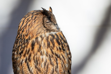 Eurasian Eagle-Owl Closeup ( Bubo bubo )	
