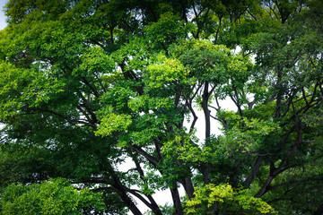 Fototapeta premium Big tree with green leaves on a white background