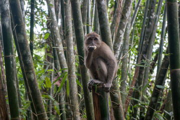 Monkey：タイのトレッキングで出会った竹林のモンキー：東南アジア