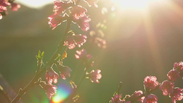 Pink flowers on tree branches, spring blossom, early morning sun rays, slow camera movement across tree with visible lens flare, 4k