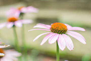 pink daisy flower