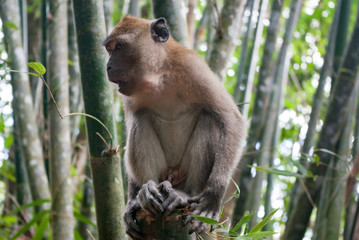 サル：タイのトレッキングで出会った竹林のモンキー：東南アジア