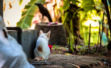 white rooster in the grass