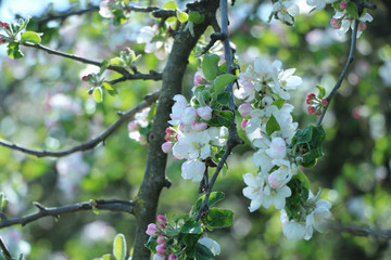 blumen