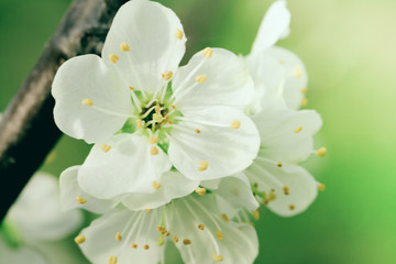 Beautiful flowers on the apple tree in nature, Blossoming of cherry flowers in spring time , natural floral seasonal background