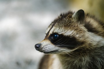 Raccoon face cute animal curiosity, black.