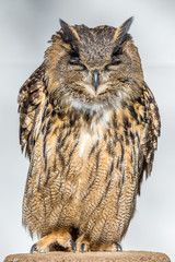 Eurasian Eagle-Owl Closeup ( Bubo bubo )	
